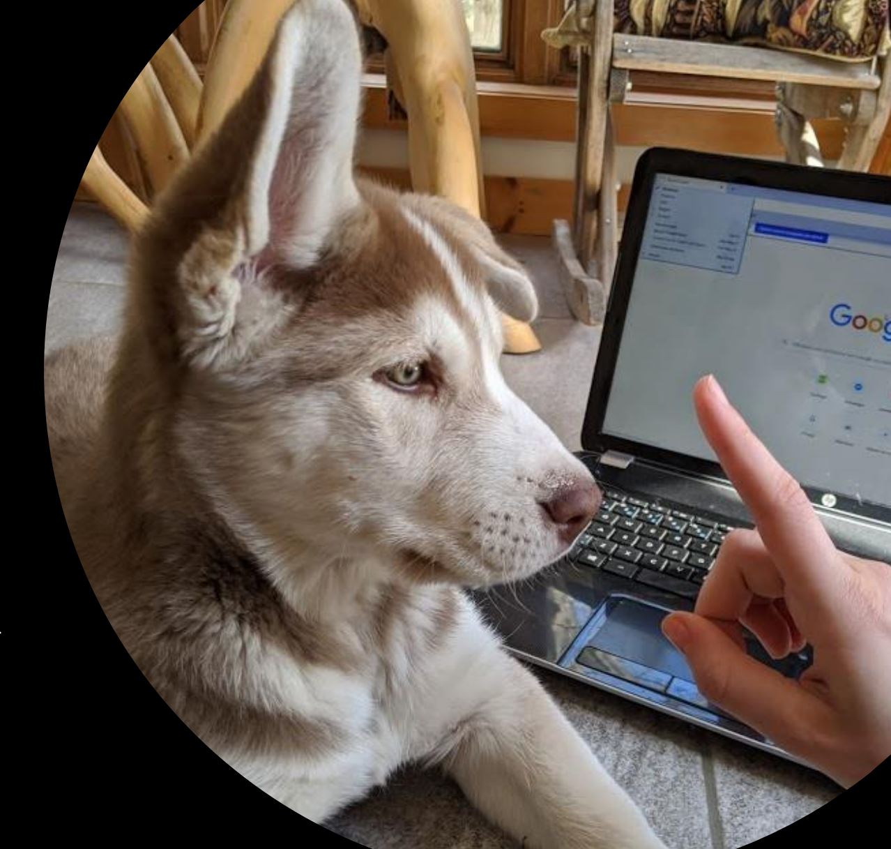 TÉLÉPRATIQUE ET MÉDIATION ANIMALE - ZOOTHÉRAPIE (Partie I)