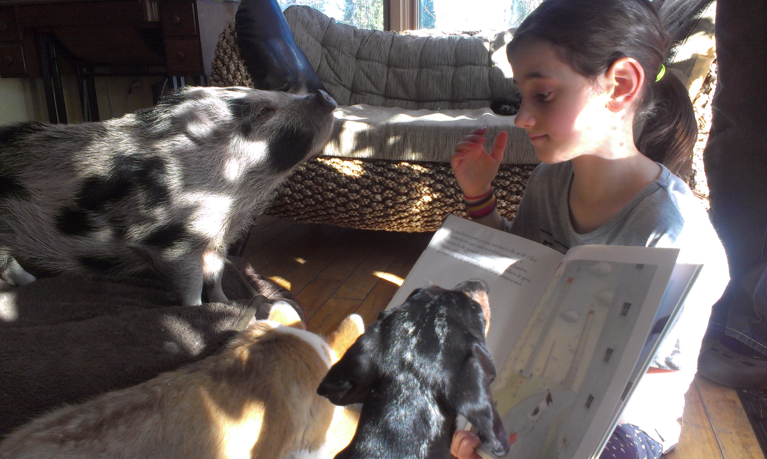 SUPERVISION HUMANIMALE: Groupe orthophonie à médiation animale - zoothérapie