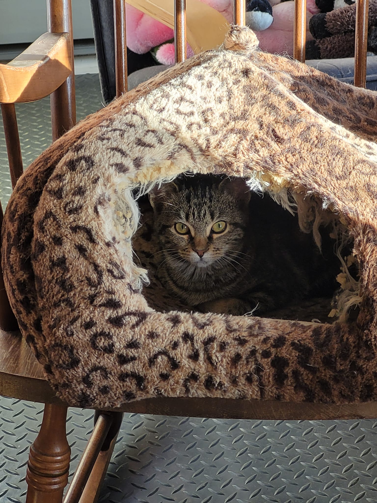 ÉTUDES HUMANIMALES: Trajectoire individuelle de Ameline Dupont